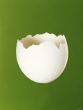 Half a White Egg Shell