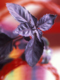 Purple Basil Plant (Ocimum Basilicum Purpurascens)