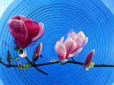 Sprig of Magnolia with Flowers on Blue Glass Plate