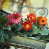 Gutter Planted with Gerberas