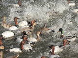 Water Fowl Feeding Frenzy of Canvasback  and Mallard Ducks