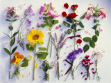 Various Summer Flowers  Clearly Arranged