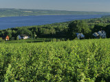 Vineyard Along the Finger Lakes