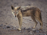 Wary Black-Backed Jackal on a Remote and Barren Coastal Plain