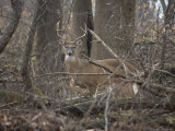 Wild Buck Anxiously Paws the Ground in Warning