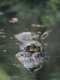 Yellow-Spotted Side-Necked Turtle on the Back of an American Alligator