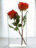 Two Red Roses in a Glass Vase
