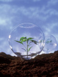 Plant Protection: Young Plant Under Glass Dome