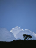 White Cumulus Clouds Billow Up Behind a Lone Tree on a Hilltop