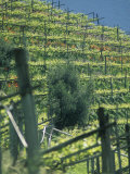 Poppies Between Rows of Vines  South Tyrol  Italy