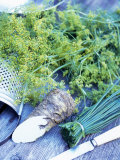 Dill  Horseradish and Chives