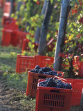 Grape Picking in Renato Ratti Vineyard  Piedmont  Italy