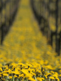 Ecological Viticulture