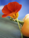 Nasturtium Flower Leaning Against a Pepper