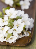 Cherry Blossom on a Wooden Board