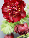 Red Peonies