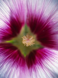 Hollyhock (Alcea Rosea)