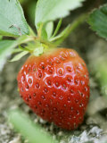 Strawberry on the Plant