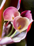 Calla Lily (Zantedeschia)