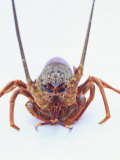 A European Spiny Lobster