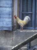 White Rooster on Window Ledge