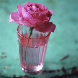 Pink Rose in a Pink Glass