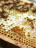 A Honeycomb with Bees