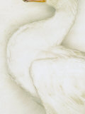 A White Goose with Feathers