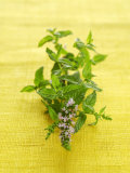 Flowering Mint Sprig