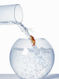 Goldfish Trying to Swim up a Stream of Water