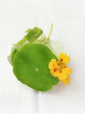Nasturtium with Yellow Flower