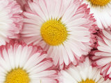 Several Daisies