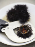 Sea Urchin with Scissors