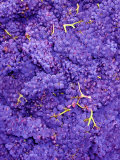 Merlot Grapes (Grape Picking in France)
