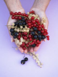 Two Hands Holding Black  Red and White Currants