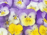 Yellow and Purple Pansies