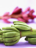 Bunch of Young Bananas