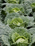 Savoy Cabbages in the Field