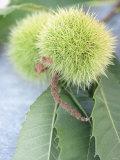 Sweet Chestnuts with Leaves