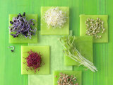 Various Types of Sprouts and Sprouted Seeds