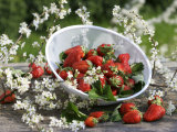 Fresh Strawberries in Sieve Surrounded by Sloe Blossom