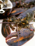 Canadian Lobster