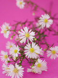Chamomile Flowers