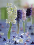 Hyacinths in Glasses as Table Decoration