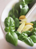 Basil  Garlic and Pine Nuts (Ingredients for Pesto)