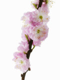 Almond Blossom on a Branch