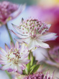 Masterwort (Astrantia Major Rubra  Close-Up)