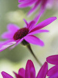 Purple Gerberas