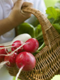 Child Holding a Basket of Red and White Radishes