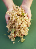 Two Hands Holding White Currants